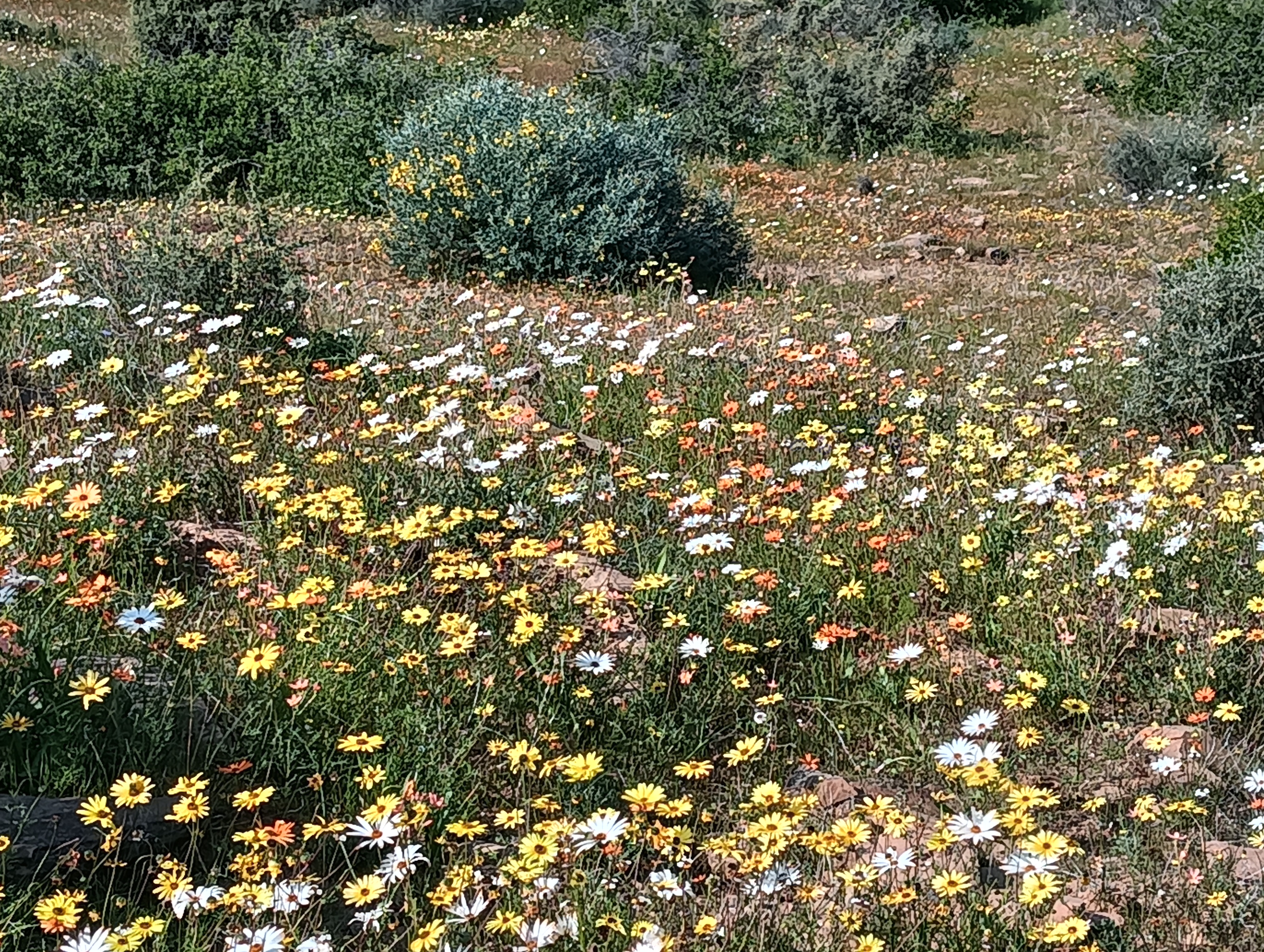 Daisies at their best